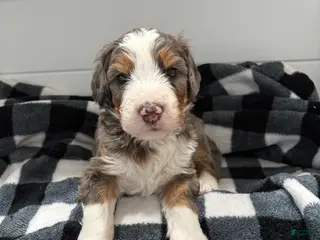 Bernedoodle dogs Bozey - Ad 22