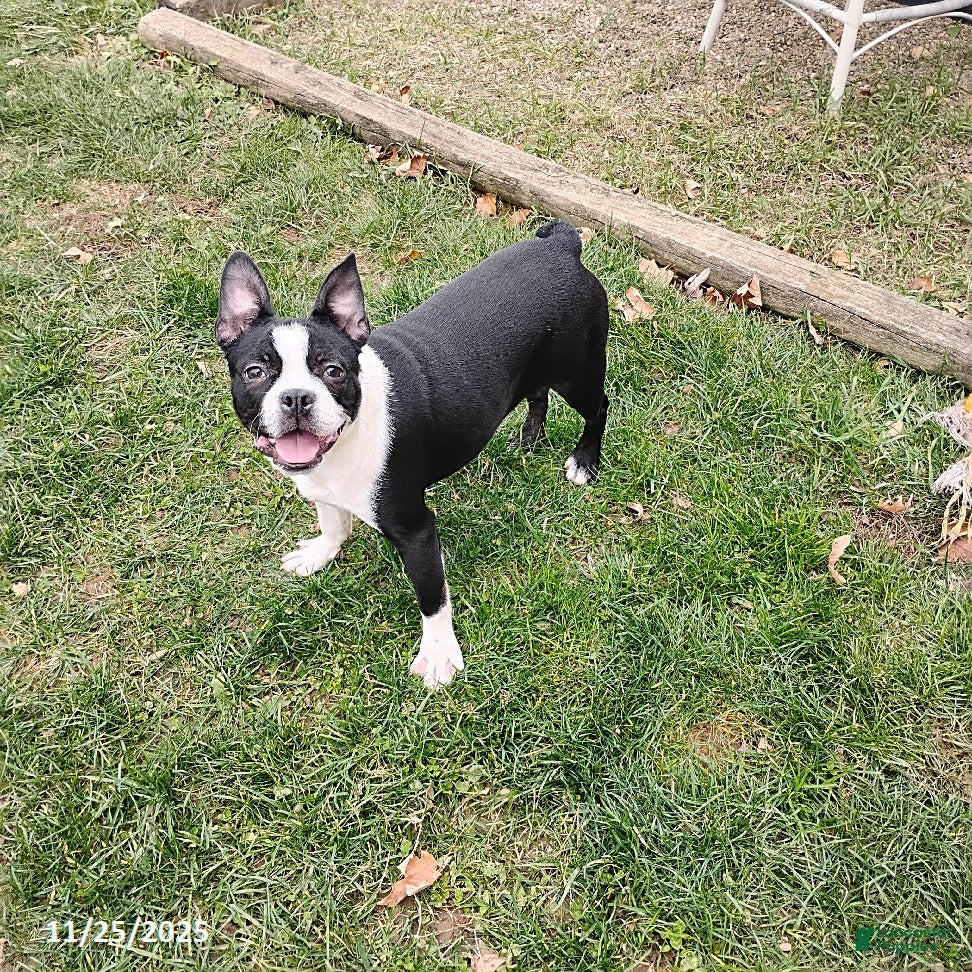 Boston Terrier dogs Roselyn - Ad 30