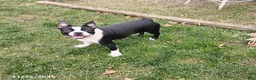 Boston Terrier dogs for sale: Roselyn - Ad 7