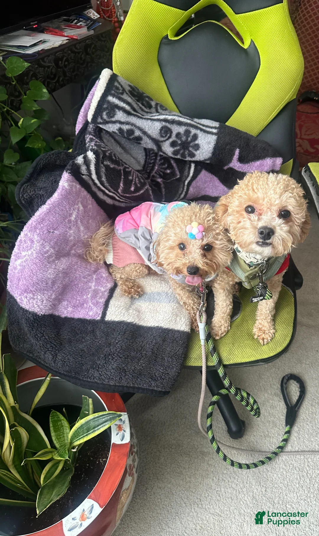 Mixed Breed dogs for sale: Mixed Breed Puppy 1 - Ad 2