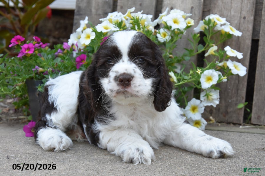 Cocker Spaniel dogs Denver - Ad 2