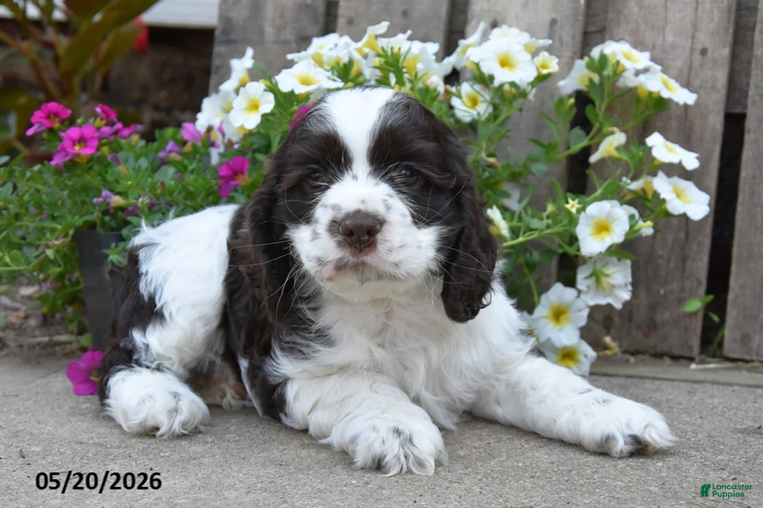 Cocker Spaniel dogs for sale: Denver - Ad 2