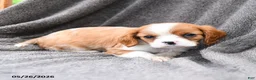 Cavalier King Charles Spaniel dogs for sale: Dewey - Ad 3