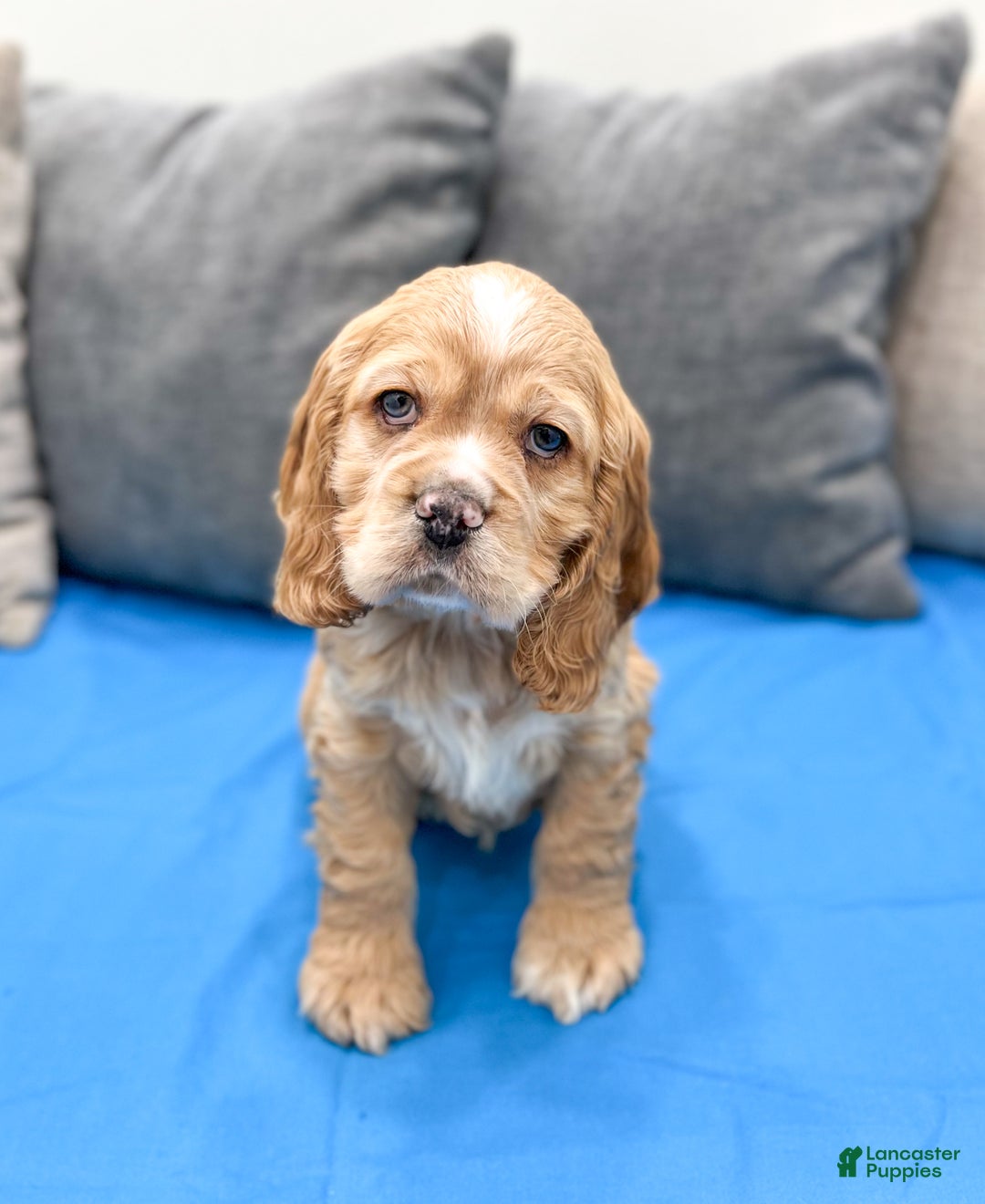 Cocker Spaniel dogs for sale: Henry - Ad 1