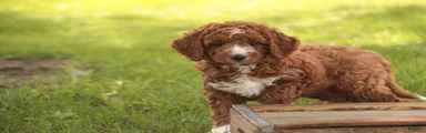 Rory Cavapoo 