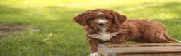 Cavapoo dogs for sale: Rory Cavapoo  - Ad 1