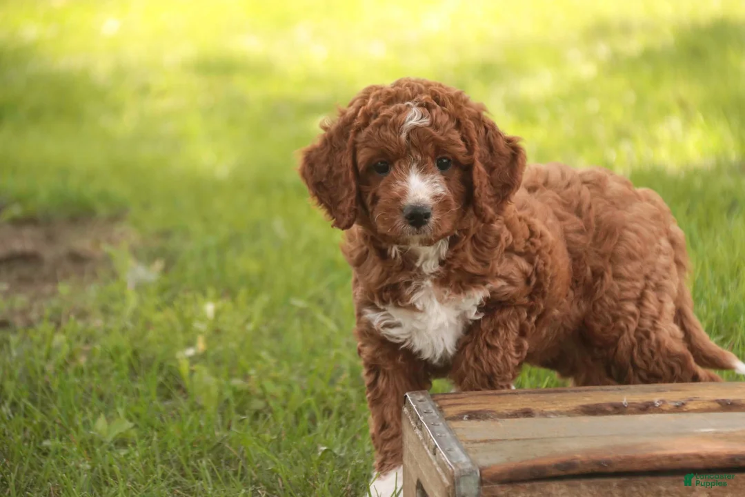 Cavapoo dogs for sale: Rory Cavapoo  - Ad 1