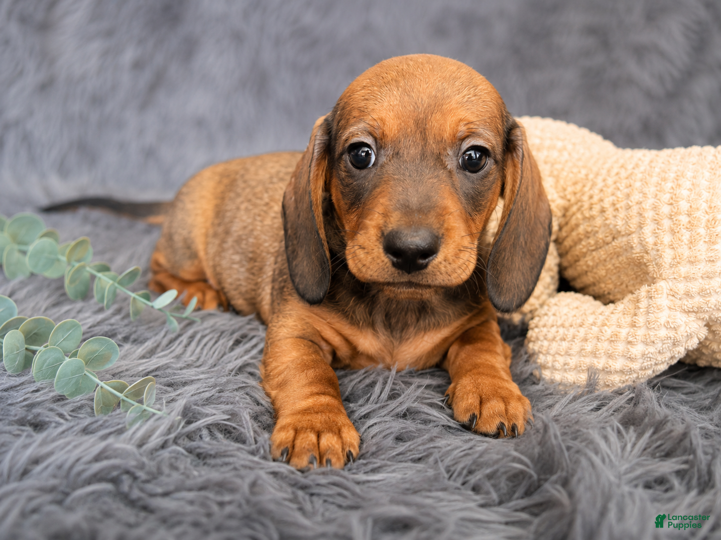 Dachshund dogs Bo - Ad 1