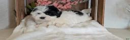 Teddy Bear dogs for sale: Gemma - Ad 7