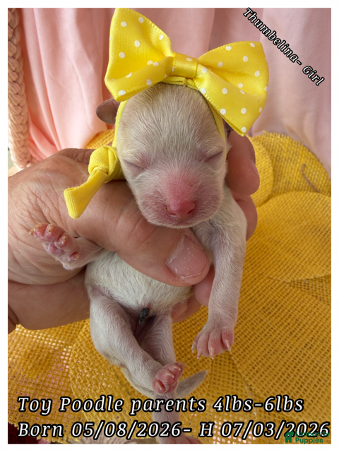 Toy Poodle dogs Tinkerbelle - Ad 24