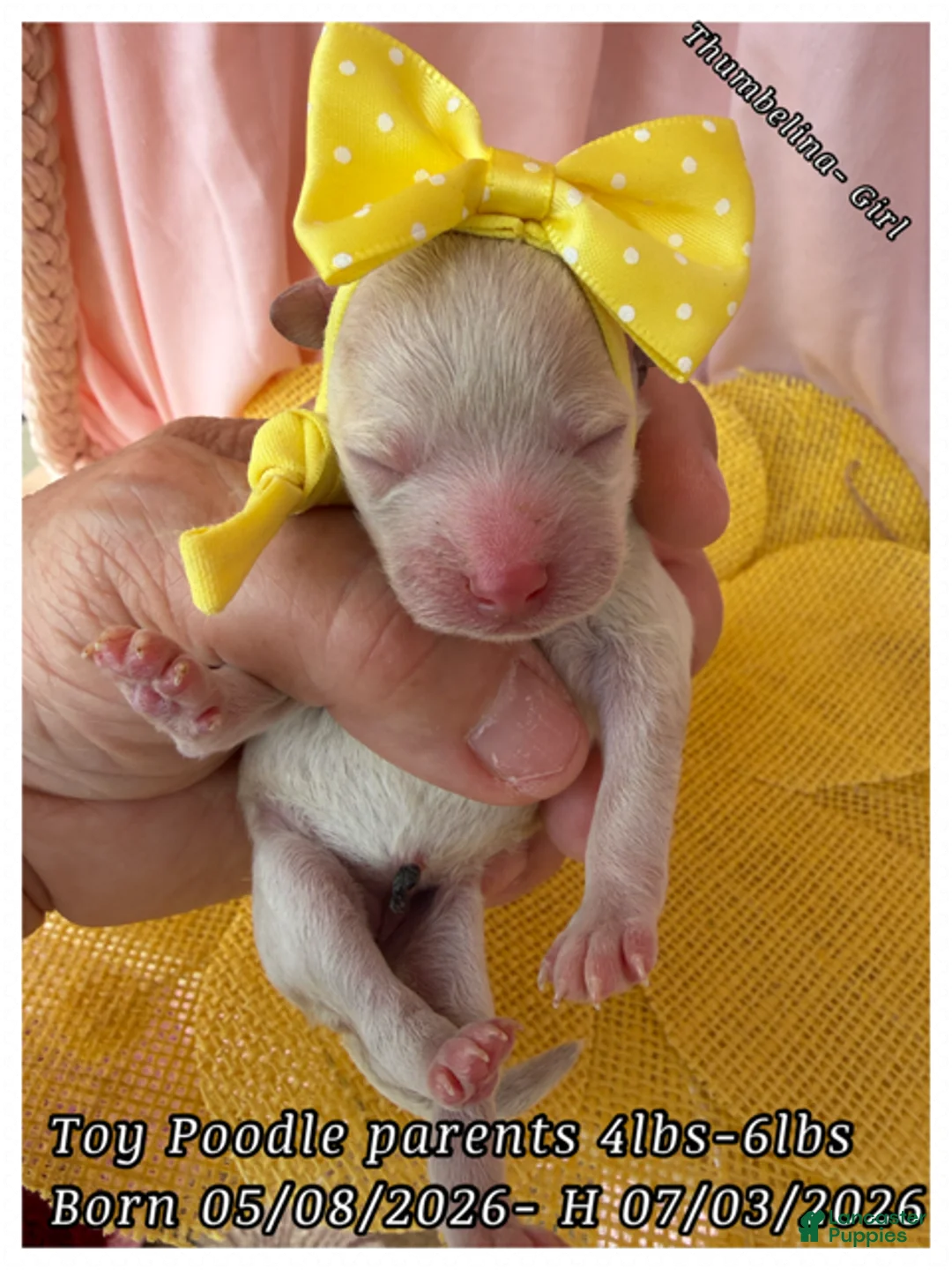 Toy Poodle dogs for sale: Tinkerbelle - Ad 1