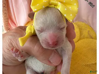 Toy Poodle dogs Tinkerbelle - Ad 40