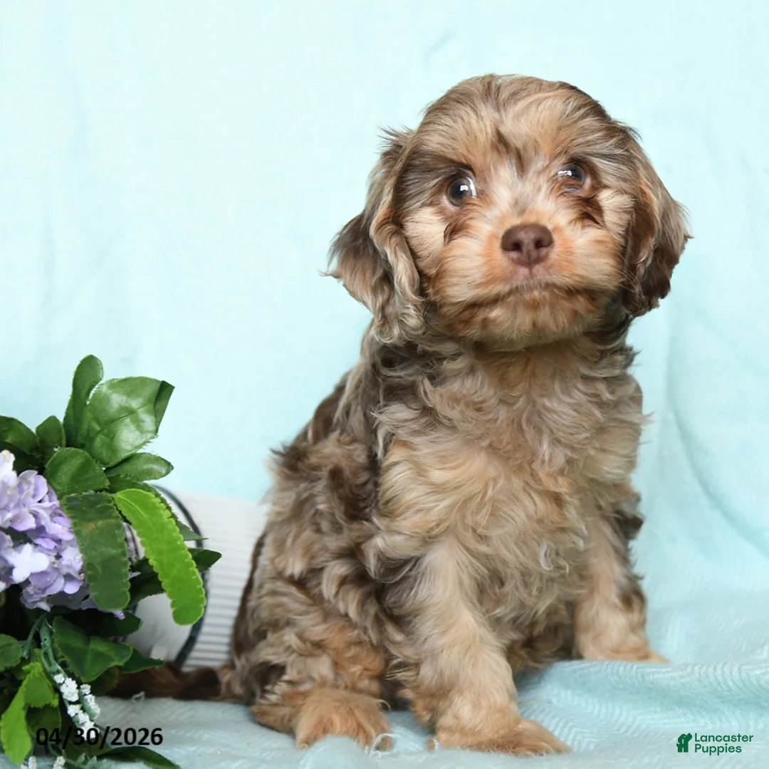Cavapoo dogs for sale: Enzo - Ad 5