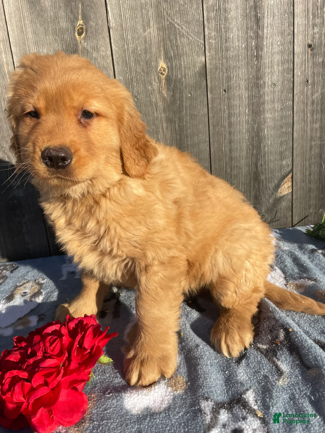 Golden Retriever dogs for sale: Jackson - Ad 1