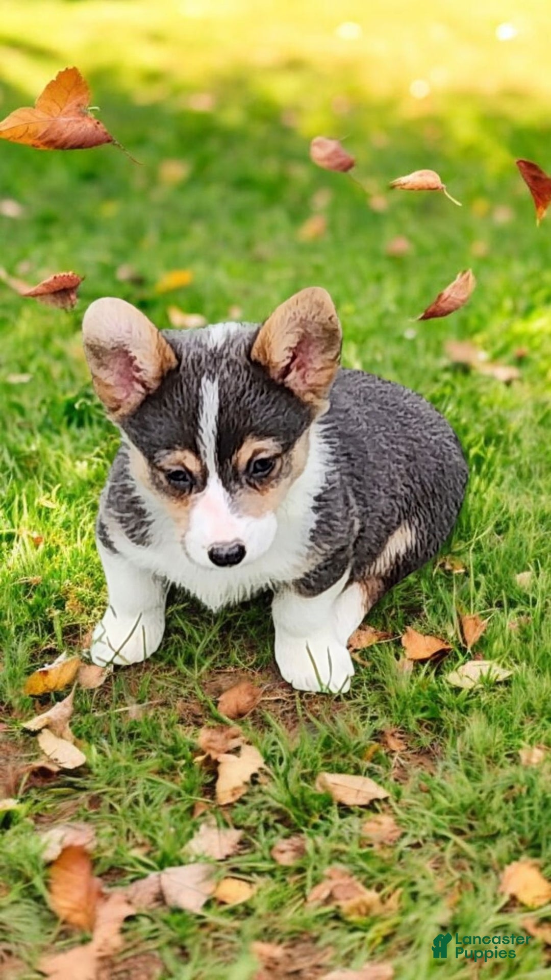 Welsh Corgi Pembroke dogs for sale: Annie Bluie  - Ad 7