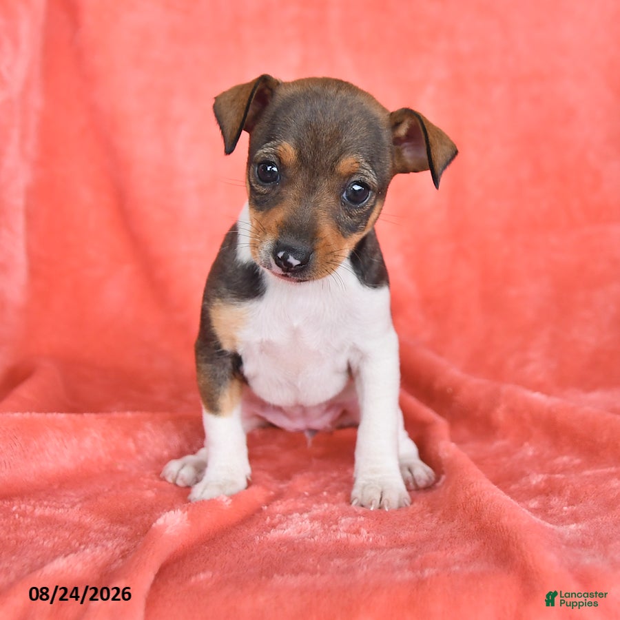 Rat Terrier dogs Tori - Ad 1
