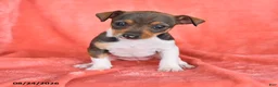 Rat Terrier dogs for sale: Tori - Ad 1