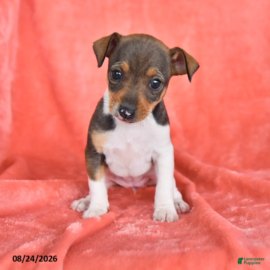 Rat Terrier dogs for sale: Tori - Ad 1