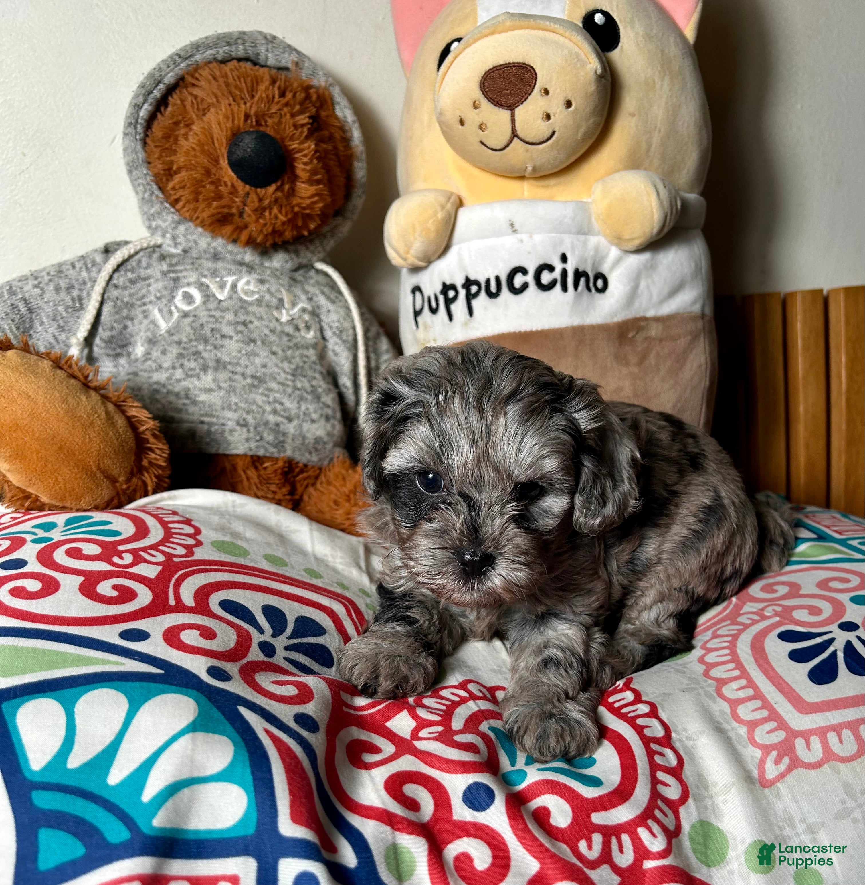 Cavapoo dogs for sale: Aiko - Ad 2