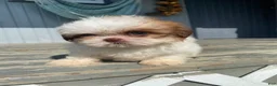 Shih Tzu dogs for sale: Stella - Ad 1
