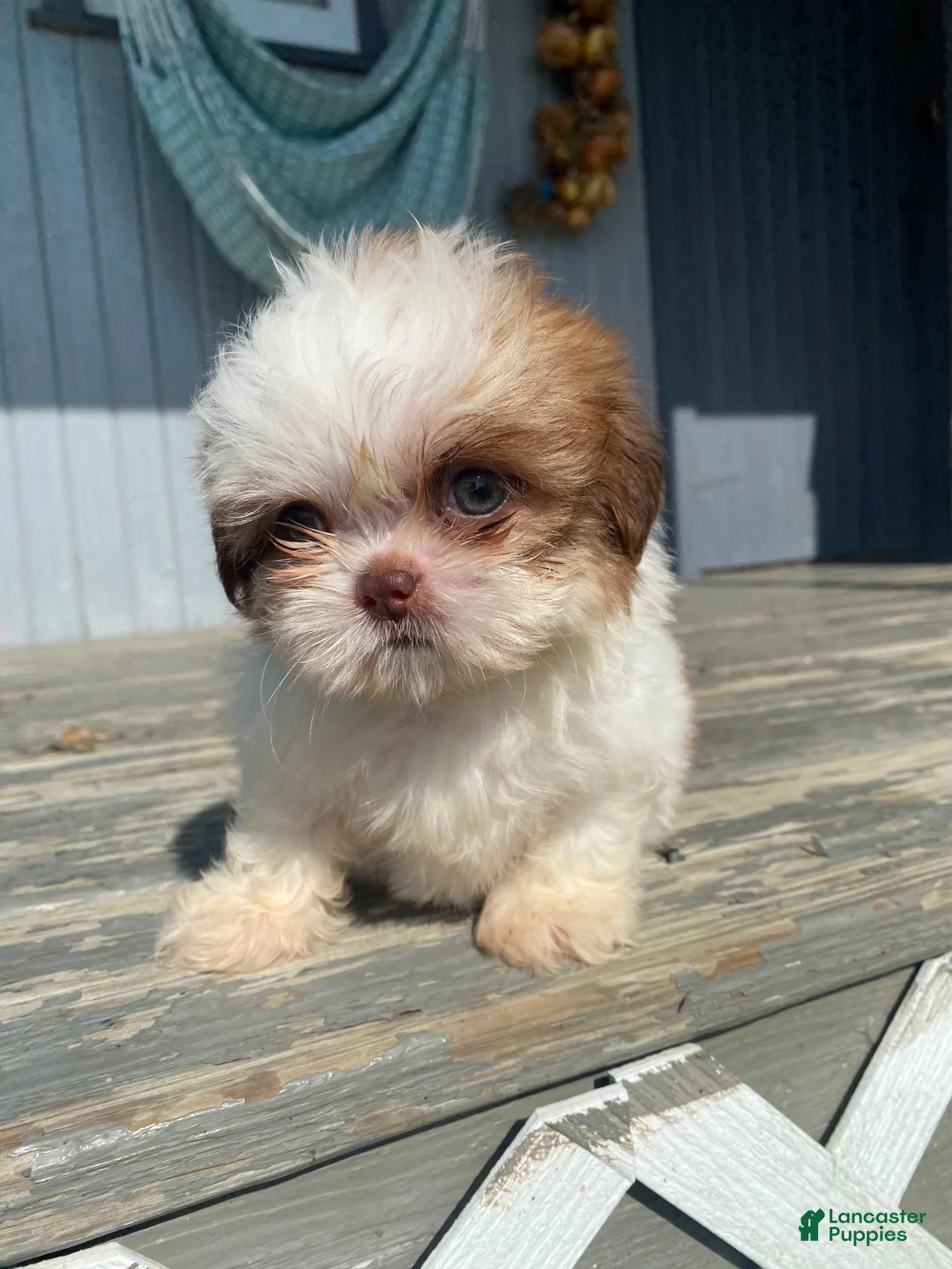 Shih Tzu dogs for sale: Stella - Ad 1