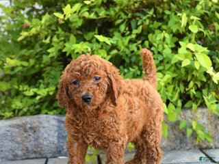 Goldendoodle dogs - Ad 24