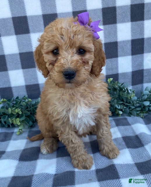 Mini Goldendoodle dogs Lucy - Ad 1