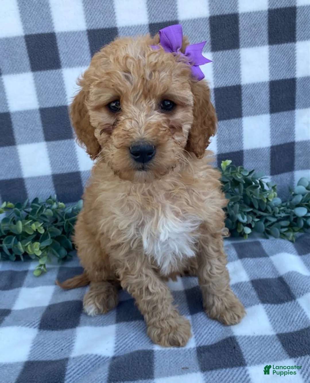 Mini Goldendoodle dogs for sale: Lucy - Ad 1