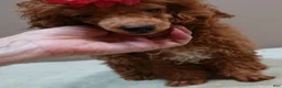 Toy Poodle dogs for sale: Deep Red - Ad 3