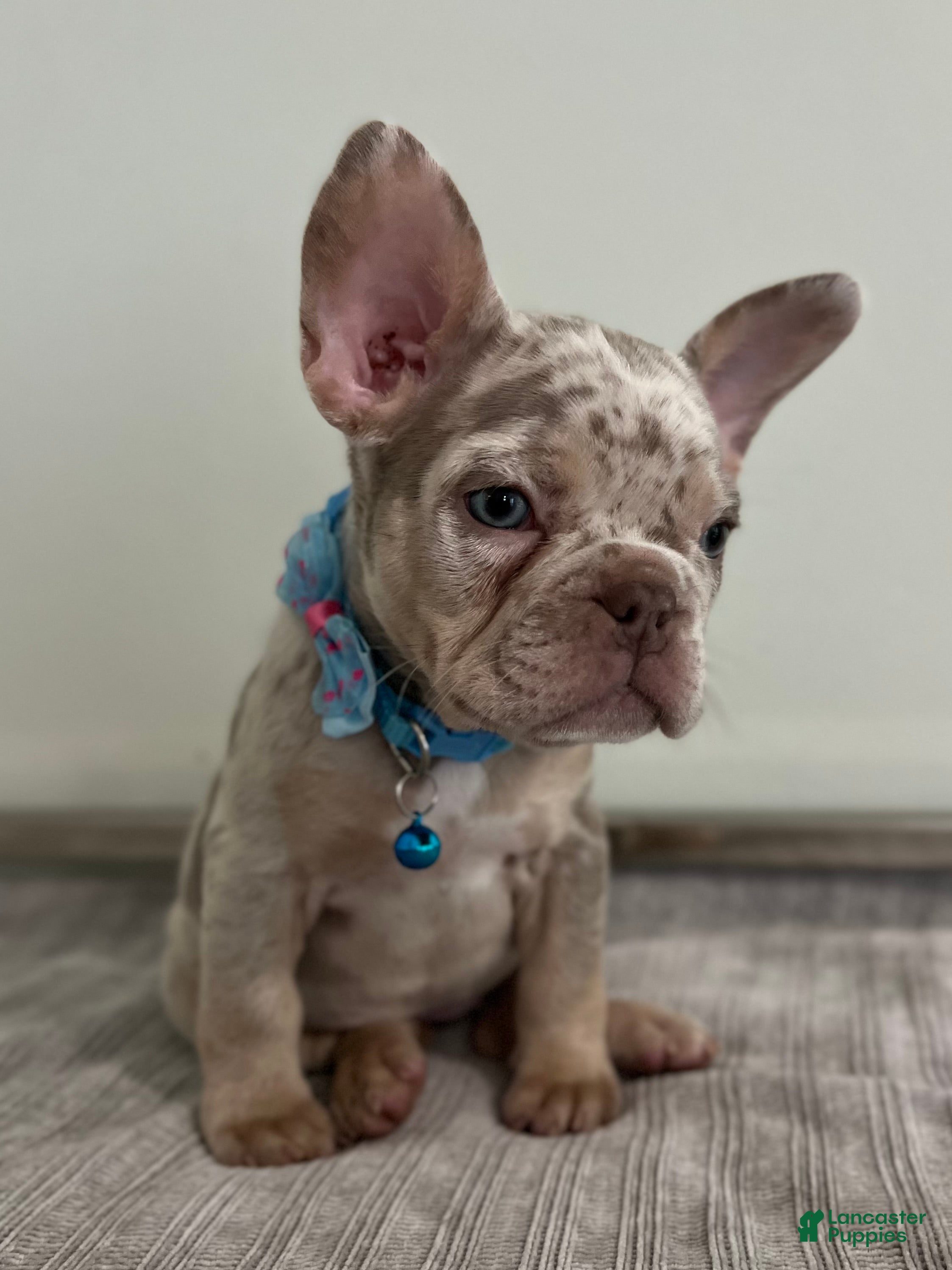 French Bulldog dogs Misty - Ad 27