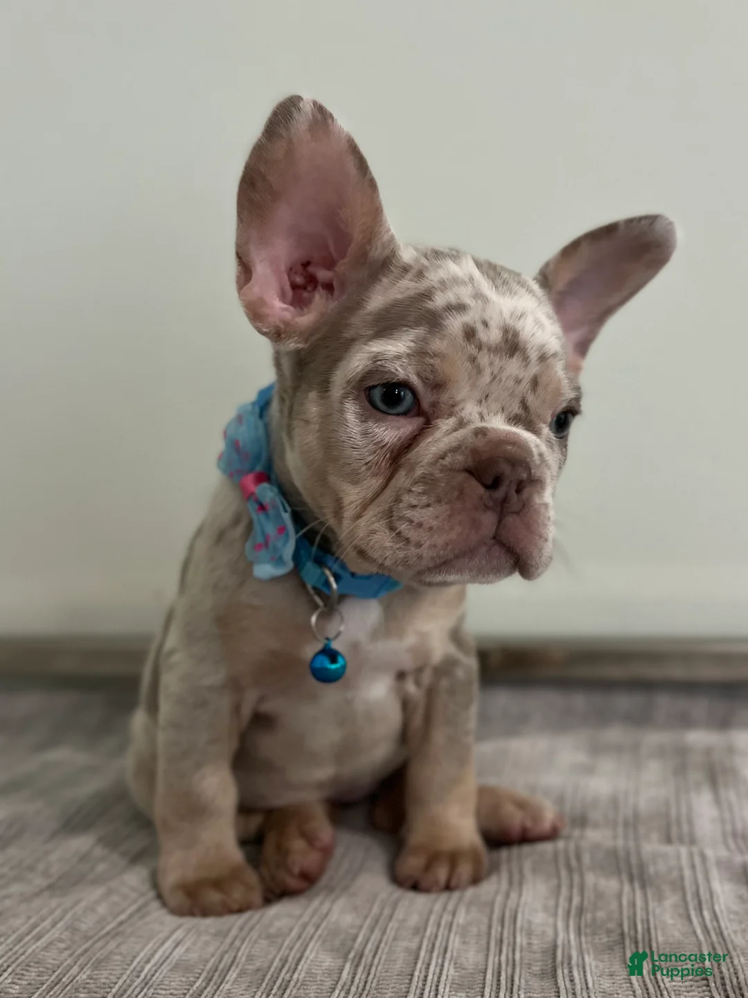 French Bulldog dogs for sale: Misty - Ad 1