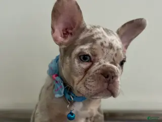 French Bulldog dogs Misty - Ad 38