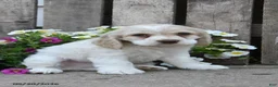 Cocker Spaniel dogs for sale: Dalas - Ad 3