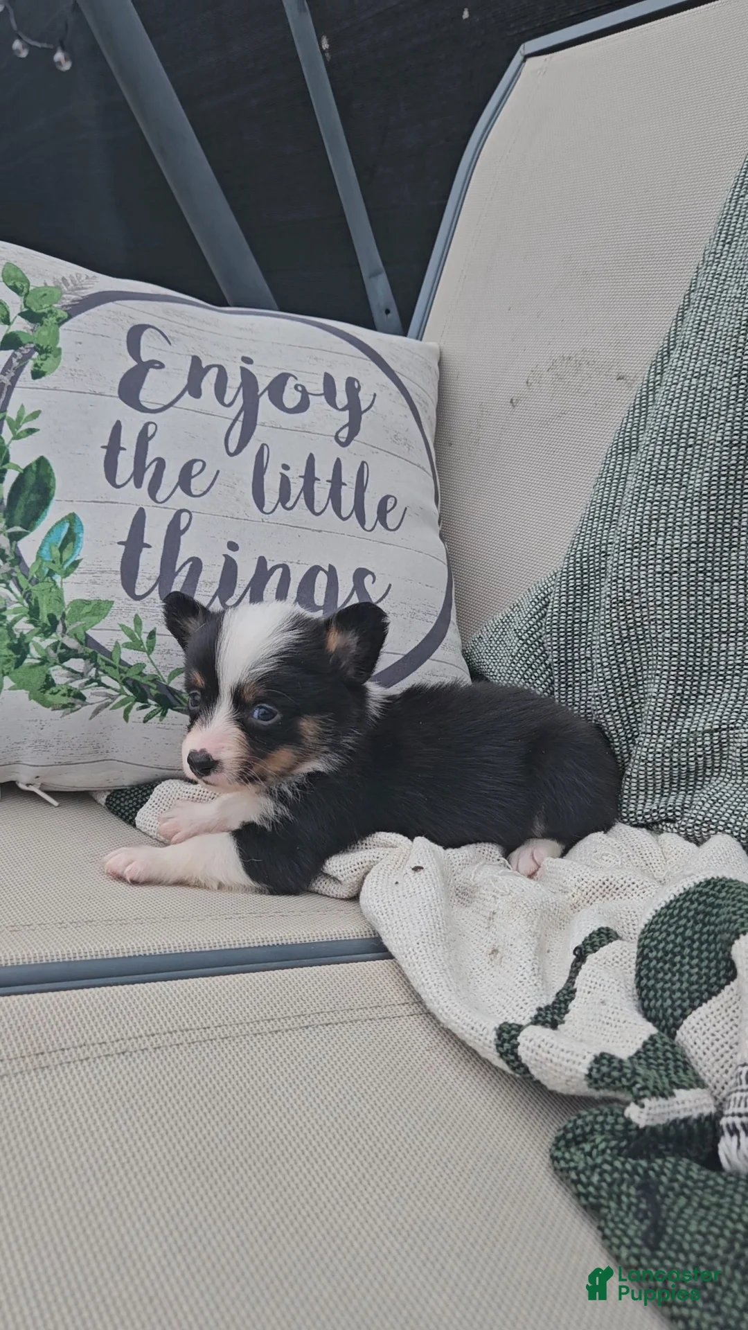 Mixed Breed dogs for sale: Roxy - Ad 2