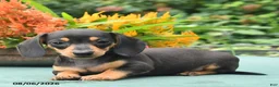 Dachshund dogs for sale: Tess - Ad 3