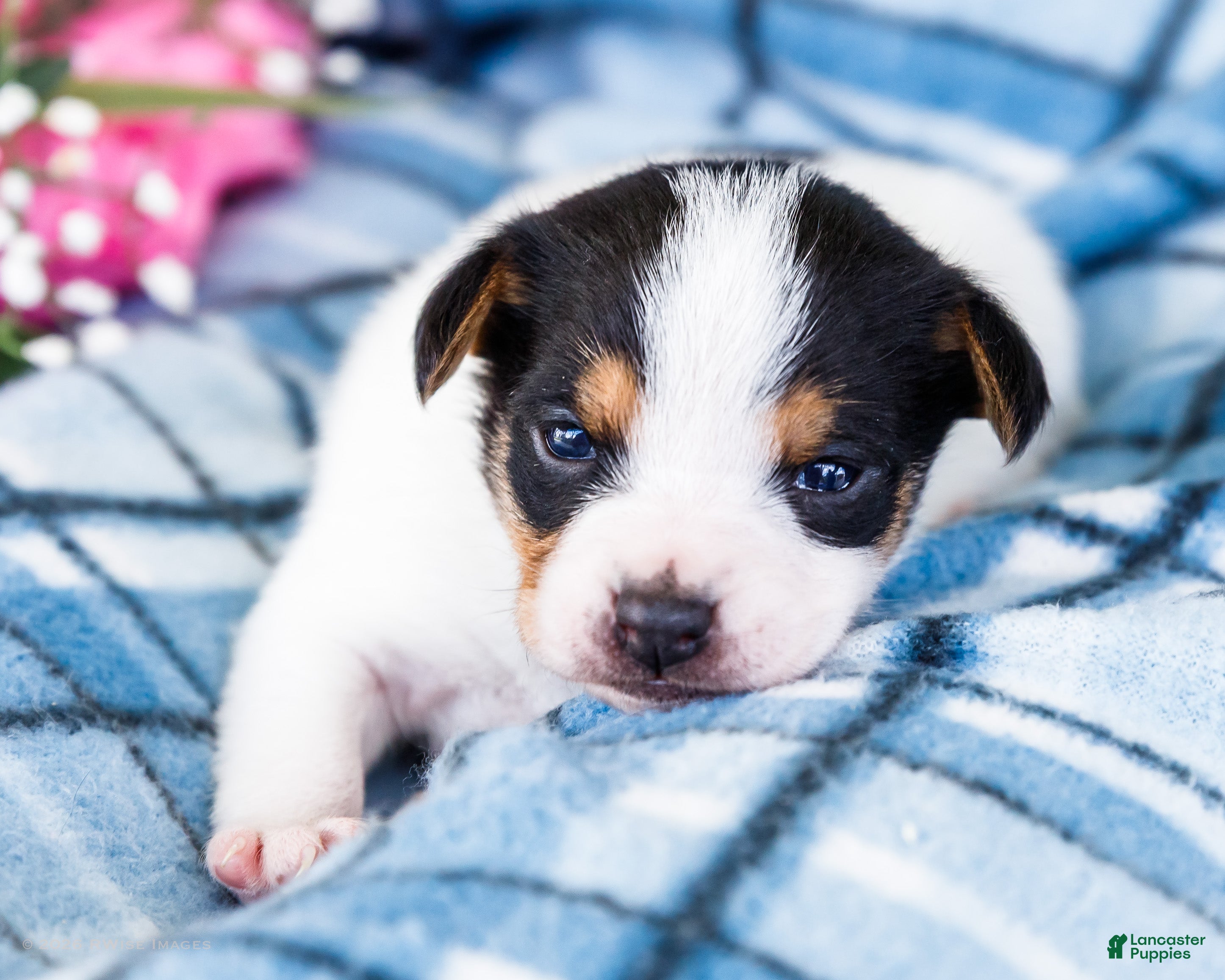 Mixed Breed dogs Toby - Ad 1