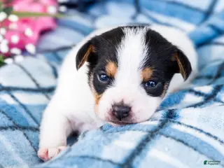 Mixed Breed dogs for sale: Toby - Ad 4