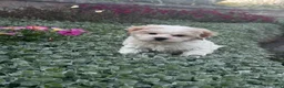 Havanese dogs for sale: Hamilton  - Ad 4
