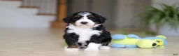 Mini Bernedoodle dogs for sale: Ricco - Ad 4