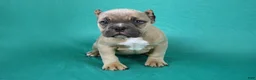 American Bully dogs for sale: Fawn male - Ad 15
