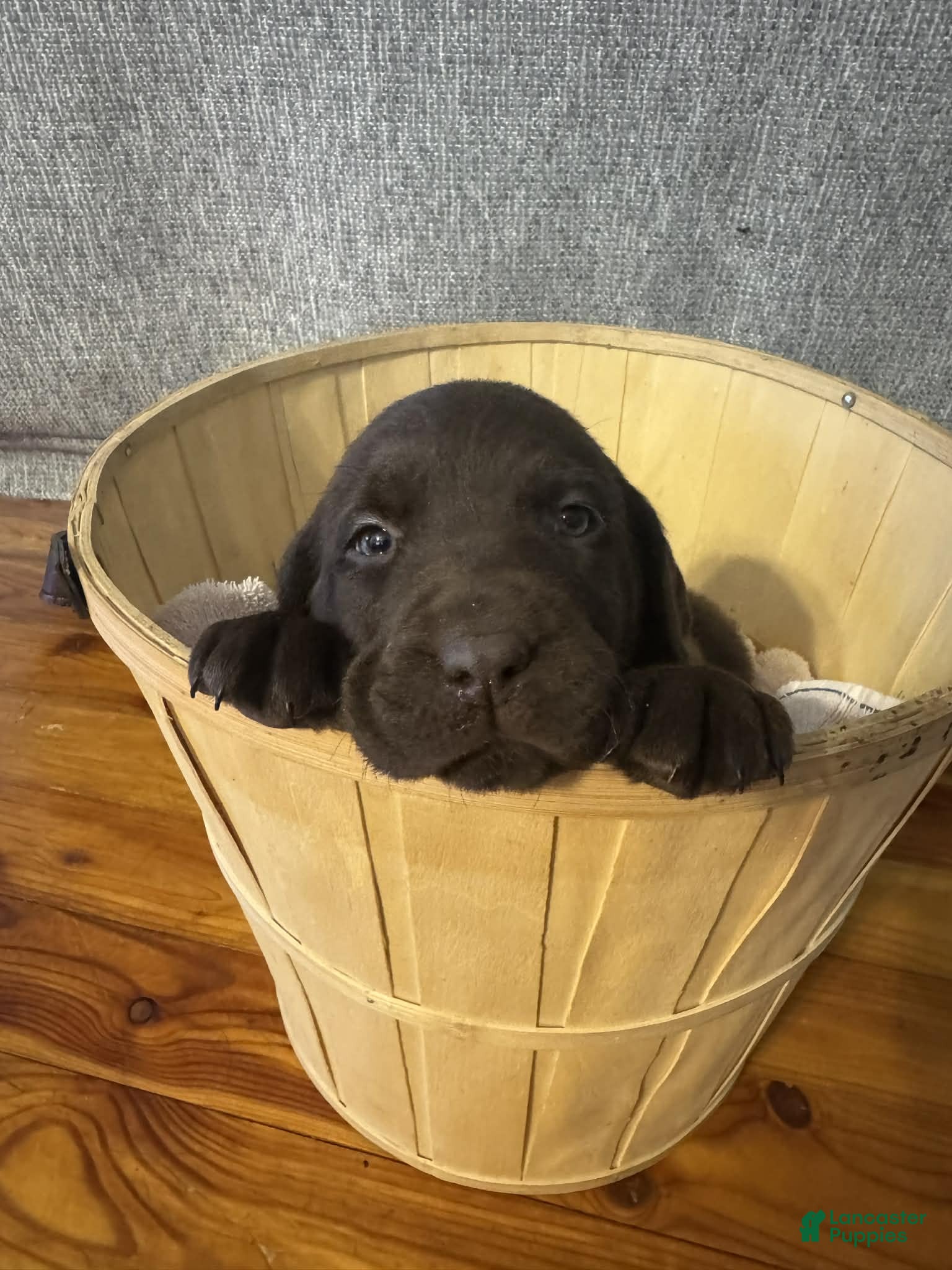 Labrador Retriever dogs Maple - Ad 39