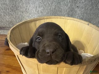 Labrador Retriever dogs Maple - Ad 39