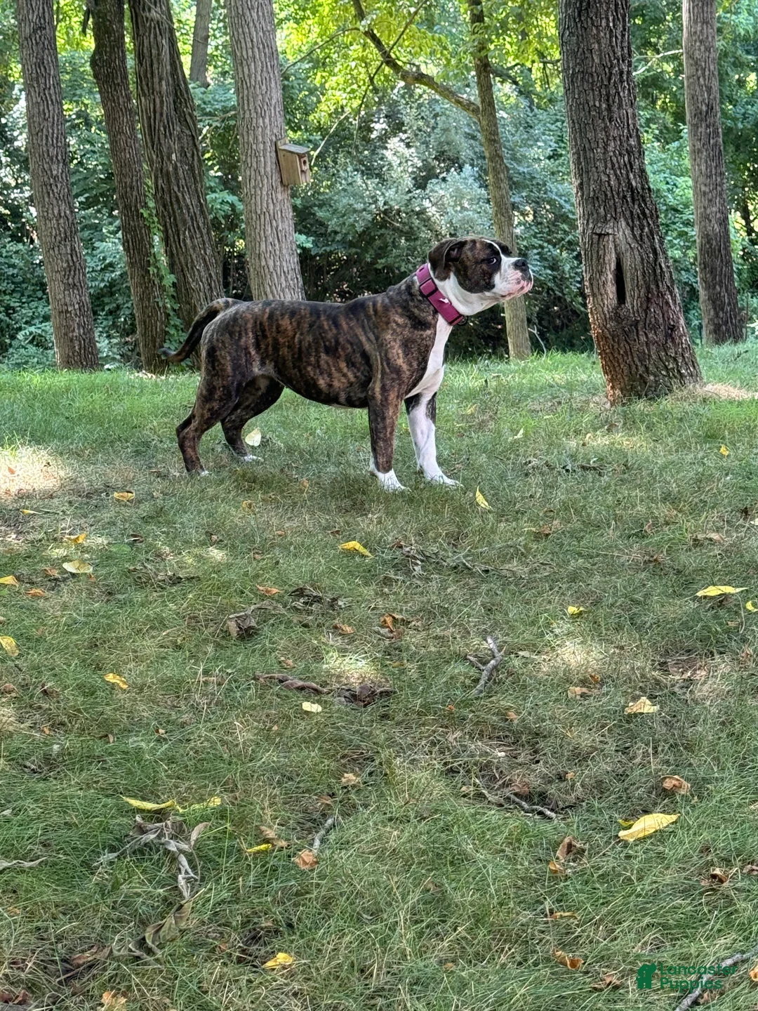 Alapaha Blue Blood Bulldog dogs for sale: BEA Stryker - Ad 6