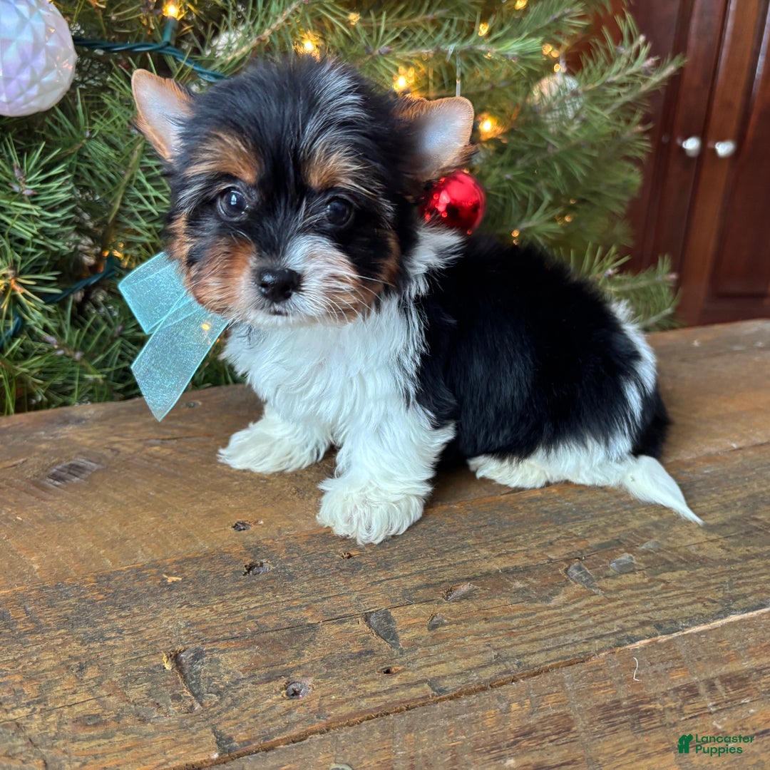 Mixed Breed dogs for sale: Blossom - Ad 1