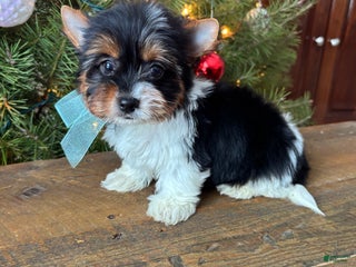 Mixed Breed dogs Blossom - Ad 37