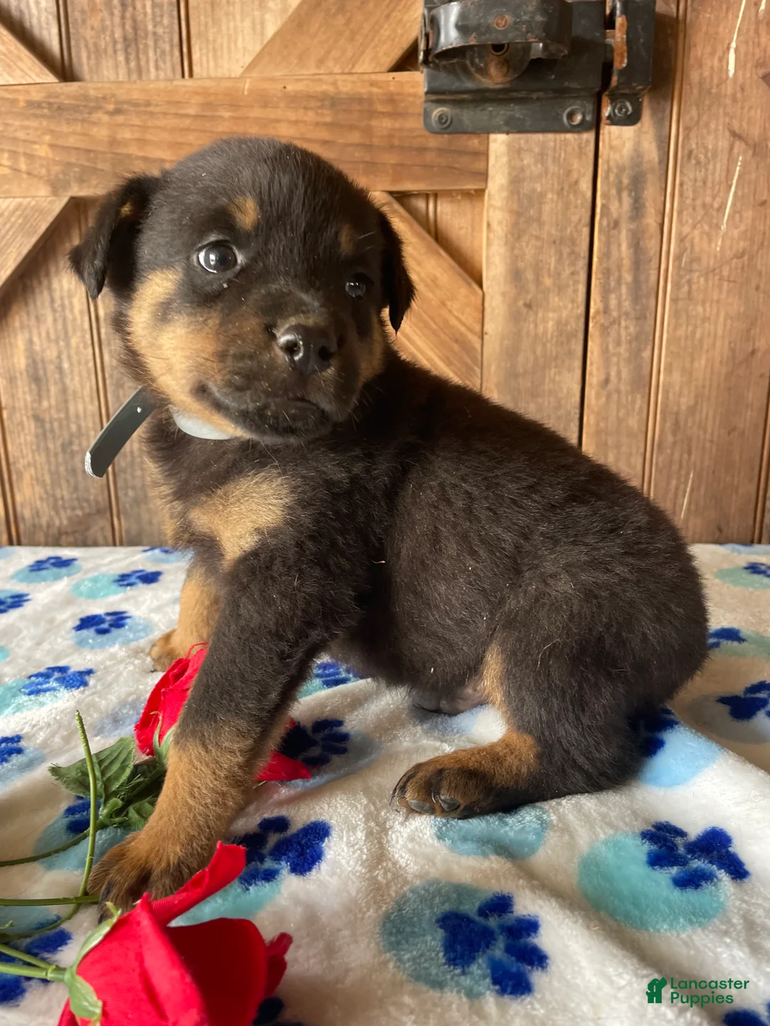 Rottweiler dogs for sale: Marshall - Ad 2