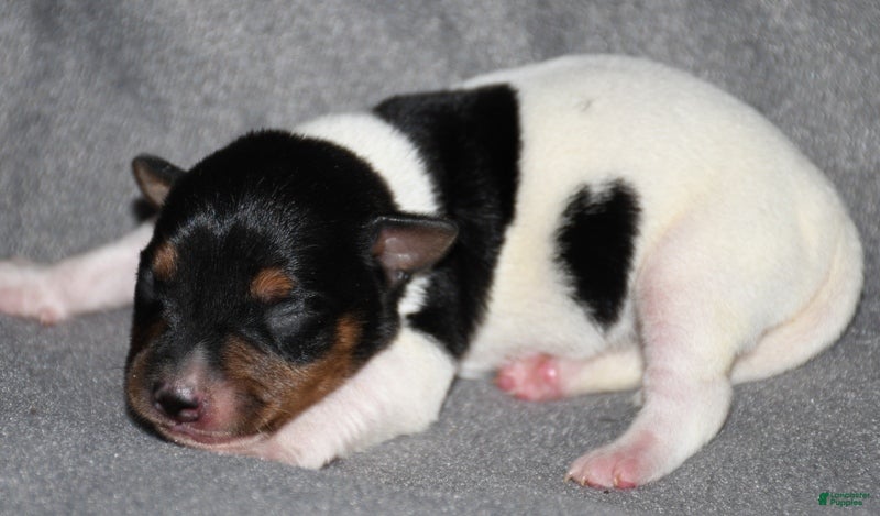 Rat Terrier dogs Bombay - Ad 6