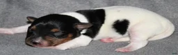 Rat Terrier dogs for sale: Bombay - Ad 1