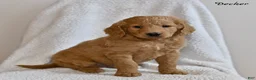 Goldendoodle dogs for sale: Decker - Ad 1