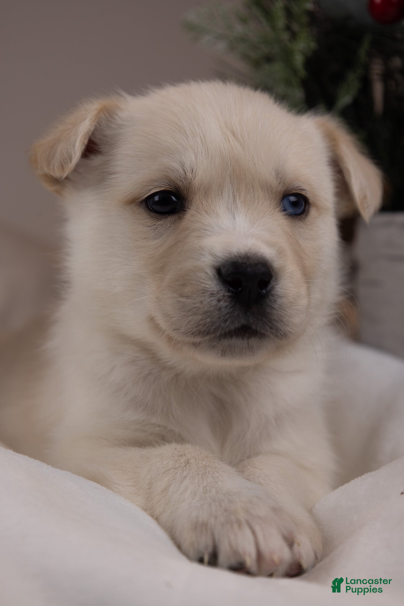 Goberian dogs Frosty - Ad 19